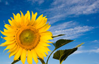 4 Ways to Grow Your Limited Company